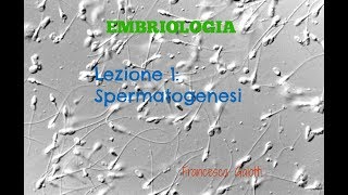 Spermatogenesi [upl. by Auqcinahs371]