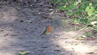 Robin UK Wildlife [upl. by Anot]