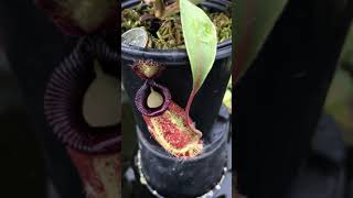 Nepenthes ampullaria x hamata BE3726 [upl. by Inirt]