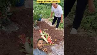 Duniya Ka Powerful Organic Fertilizersshortsvideo gardening fartilizer agricultureफसल farming [upl. by Nert523]