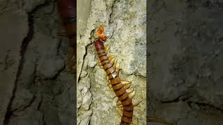 Scolopendra Rapidacentpedecienpies [upl. by Paule]