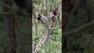 Na falna amazônica🌳 [upl. by Mathur]