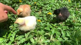 Turkens Nacked Neck baby chicks BB Farm Hawaii 🌺 the cutest chicks [upl. by Ninehc643]