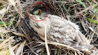 Baby Pipit bird ate the worm onlybirds107 [upl. by Ocirrej]