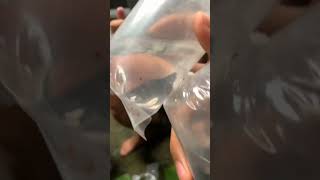 Unboxing koleksi avatar nebula Langsung live fishkinian cupang aquarium bettafish [upl. by Itch]