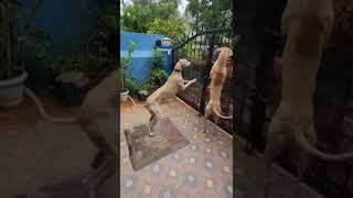 chippiparai dogs for sale doglover dog sale in Hyderabadcontact num 9059080363 [upl. by Yanaj]