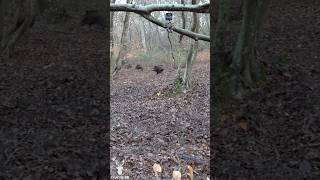 TIR DANS UNE COMPAGNIE DE SANGLIERS À 20 MÈTRES  sanglier hunting chasse [upl. by Hakkeber]