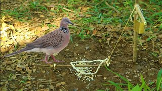 Bird Trap in Gabir Forest [upl. by Enitnatsnoc]