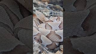 Agkistrodon Contortrix Copperhead Please dont forget to subscribe venomous reptiles [upl. by Iaria]