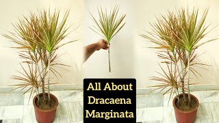 How to make Dracaena plant bushy Dracaena plant growing tip Dracaena marginata cutting propagation [upl. by Acimat217]