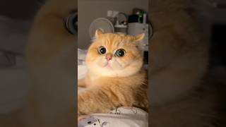 quotMesmerizing cats in action 😻✨ Watch these gorgeous felines steal the spotlight CatMagicquot video [upl. by Hassett]