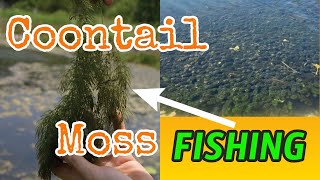 Fishing Weeds Coontail Moss with Senkos for More Bass [upl. by Namya]