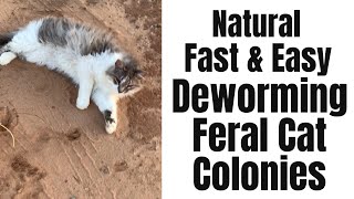 How to Deworm Feral Cat Colonies Barn Cats Fast Easy and All Natural [upl. by Eizle]