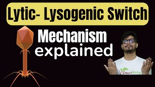 Lytic lysogenic switch  Molecular switch between lytic cycle and lysogenic cycle  lambda operon [upl. by Noivaz919]