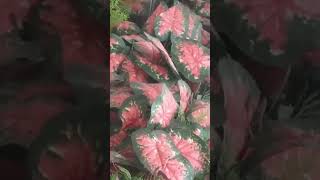 CALADIUM lenlineofwvlog0601 [upl. by Solim]