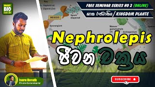 Nephrolepis ජීවන චක්‍රය Kingdom Plante isuruherathbiology [upl. by Bedell847]