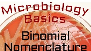 Binomial nomenclature  Microbiology Lectures [upl. by Fu383]