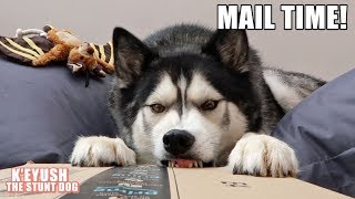 Husky Receives New Favourite Ball Mail Time [upl. by Goerke]