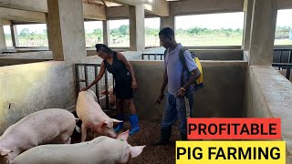 How To SUCCEED In PIG Farming Business As A BEGINNER  DETAILED [upl. by Diley229]