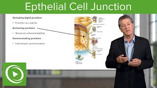 Eptihelial Cell Junctions – Histology  Lecturio [upl. by Pascia489]