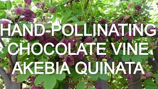 Chocolate Vine in Bloom Here’s How To Pollinate Akebia Quinata [upl. by Eiramllij]