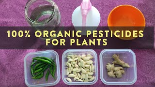 Organic Pesticides For Plants  How to use Ginger Garlic and Green chilies as natural pesticide [upl. by Yokoyama]