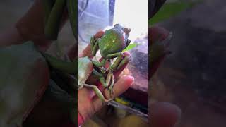 60mm越え ソバージュネコメガエル Waxy monkey leaf frog  Phyllomedusa sauvagii shorts [upl. by Aehsrop]