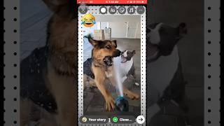 Funnydog vidio comedy ytshort dog dog and cat [upl. by Tasha]