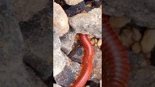 Millipedes Feeding 8 millipede nature insects babyfrog animals [upl. by Vivianna]