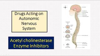 4 ANS Drugs AChEIs [upl. by Anitirhc631]