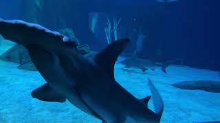 Georgia Aquarium hammerhead shark 3 [upl. by Ormsby]