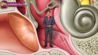 Gross Anatomy of the Middle Ear  Boundaries Contents and Functions  Animation [upl. by Ralyt]