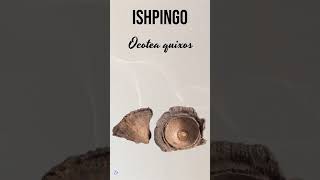 ISHPINGO  plantas medicine medicinalplants agroecology agriculture agricultura shorts bio [upl. by Baggett]