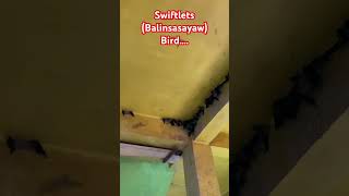 Swiftletsbalinsasayaw Bird… [upl. by Ijic]