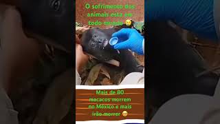 As pessoas ajudam como podem Alguns macacos caem das árvores mortos Triste demais 😭amoranimal [upl. by Jory416]