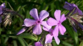 Spring Wildflowers at Wolf Road Prairie Wild Hyacinth and Prairie Phlox [upl. by Bhayani]