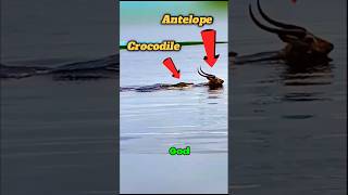 Crocodile attacks Antelope survival wildlife trendingshorts [upl. by Nahtaneoj]