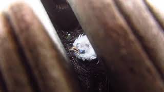 Bali Myna Leucopsar rothschildi Feeding babies [upl. by Innej]