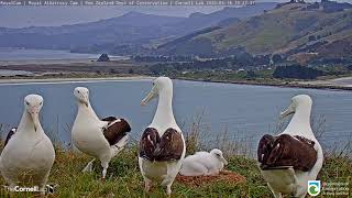 Dancing Royal Albatrosses Take over the RoyalCam  New Zealand Dept of Conservation  Cornell Lab [upl. by Friend497]