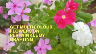 कैसे बनाएँ सदाबहार periwinkle  plant को good looking multiflower plant [upl. by Bergeron46]