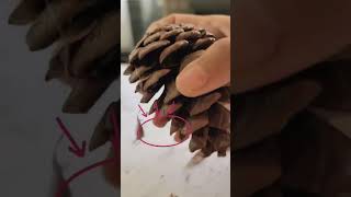 Pine Cone seed How to get pine cone seed to grow your own pinetree [upl. by Hardman]