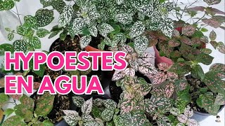 hypoestes en agua reproduccion esquejes CHUYITO JARDINERO [upl. by Sihunn544]