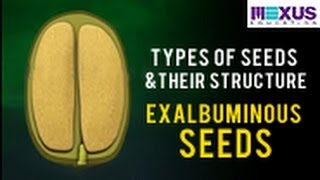 Types of Seeds and their Structure Exalbuminous seeds [upl. by Ahsiruam]