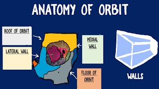 Orbit Anatomy [upl. by Letsyrc]