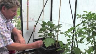 HOW TO PLANT AND GROW AUBERGINES [upl. by Maureen261]