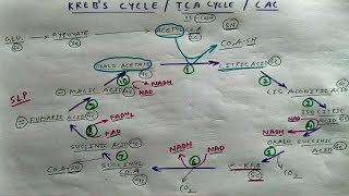 Krebs Cycle  Part 1  TCML Biochemistry Lectures  The Charsi of Medical Literature [upl. by Enel]