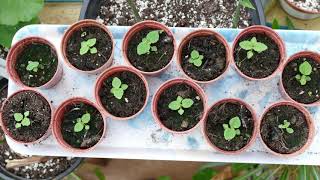 Growing Paulownia From Seed [upl. by Erdne727]