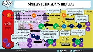 SÍNTESIS DE HORMONAS TIROIDEAS  Morfofisiología [upl. by Mame]