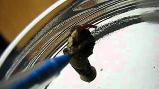 Chemical Defense of Giant Swallowtail Butterfly Papilio cresphontes  larva caterpillar [upl. by Annamaria]