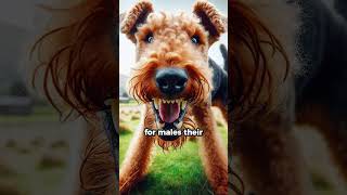 Airedale Terrier Breed Facts [upl. by Azar521]